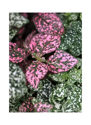 Гипоэстес Конфетти розовый Hypoestes phyllostachya Confetti Compact Rose -  купить семена цветов с доставкой по Украине в магазине Добродар