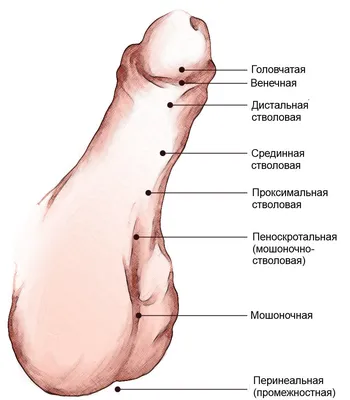 Проксимальная форма гипоспадии - операция, лечение в центре андрологии в  Москве