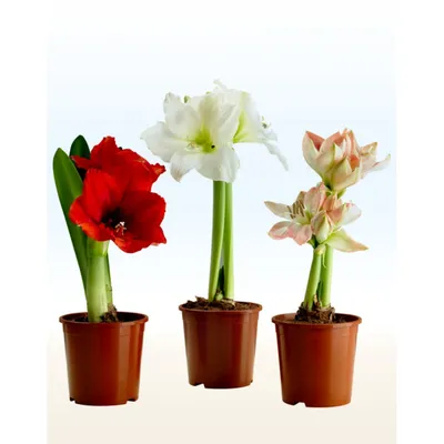 Коллекции растений ЦСБС СО РАН - Hippeastrum elegans (Spreng.) H.E.Moore  cv.Papillio – Гиппеаструм изящный cv.Papillio