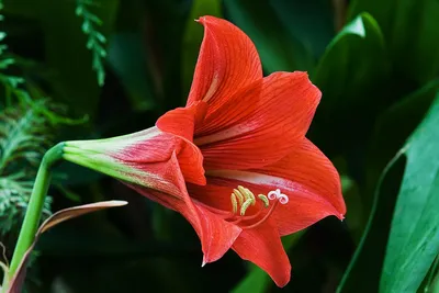 Гиппеаструм (Hippeastrum). Купить в Киеве. Доставка по Украине. Флора Лайф,  интернет-магазин растений