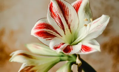 Category:Hippeastrum — Wikimedia Commons