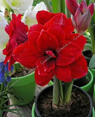 Гиппеаструм (Hippeastrum) - PictureThis