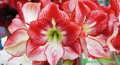 Файл:Hippeastrum \"Gervase\" (27134824931).jpg — Википедия