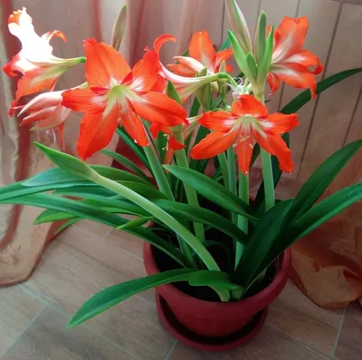 Hippeastrum Амариллис гиппеаструм