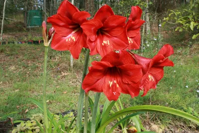 Фото гиппеаструм Красный цветок Амариллис 3072x2048