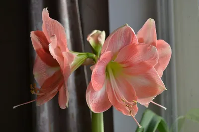 Гиппеаструм домашний фото и видео | Как добиться цветения гиппеаструма зимой