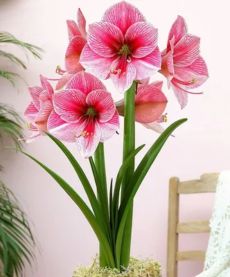 Гиппеаструм (45 фото): посадка, выращивание, уход  http://happymodern.ru/hippeastrum-45-foto-posadka-vyraschivanie-ukhod/… |  Amaryllis bulbs, Bulb flowers, Amaryllis