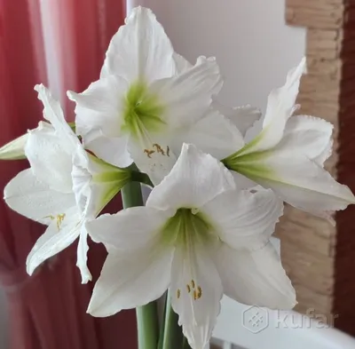 Гиппеаструм белый, цена 15 р. купить в Минске на Куфаре - Объявление  №201258403