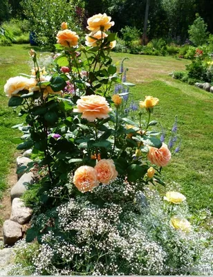 Многолетняя гипсофила, роза Bataclan, Вероника | Small flower gardens, Rose  garden landscape, Beautiful gardens