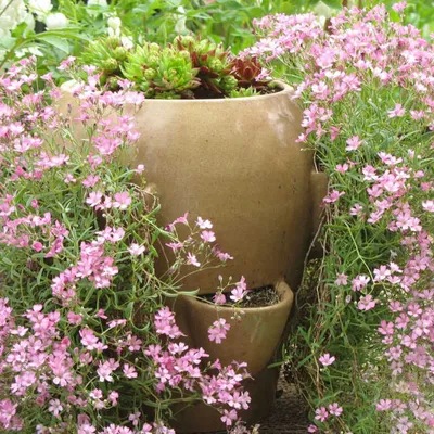 Гипсофила ползучая Роза Шёнхайт (Gypsophila repens Rosa Schönheit) купить в  Москве по низкой цене из питомника, доставка почтой по всей России |  Интернет-магазин Подворье