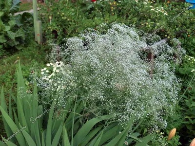 Гипсофила метельчатая - Гипсофила - Травянистые растения для открытого  грунта - GreenInfo.ru