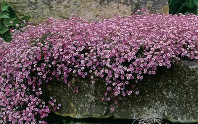 Гипсофила ползучая розовая Gypsophila repens 'Rosea' - купить саженцы в  Минске и Беларуси