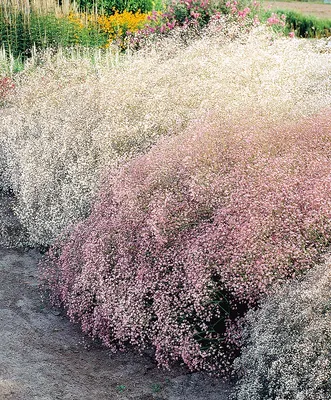 Гипсофила стенная Джипси Вайт (Gypsophila Gypsy White) Р12 — Питомник  Летний сад