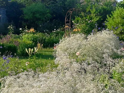 Коллекционный объект БСИ ДВО РАН: Gypsophila elegans (Качим изящный или  гипсофила изящная)(Сорт:Pink)