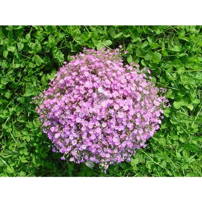 Гипсофила метельчатая. Краткий обзор, описание характеристик gypsophila  paniculata - YouTube