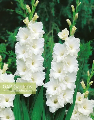 Gladiolus Bangladesh... stock photo by Nova Photo Graphik, Image: 0903693