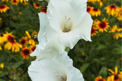 GLADIOLUS 'BANGLADESH', Stock Photo, Picture And Rights Managed Image. Pic.  GWG-SDY304 | agefotostock