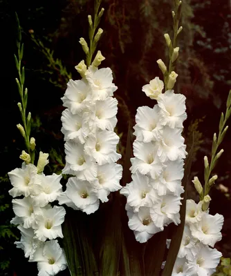 Gladiolus 'Bangladesh' | Gladiolus, Plants uk, Gladiolus centerpiece