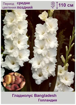 Bangladesh December 07, 2017 A farmer collects and displays some white  gladiolus flowers for sale in a gladiolus flower garden at savar, Dhaka.  22676944 Stock Photo at Vecteezy