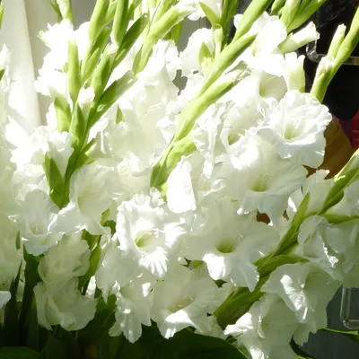 Гладиолус Бангладеш (Gladiolus Bangladesh)