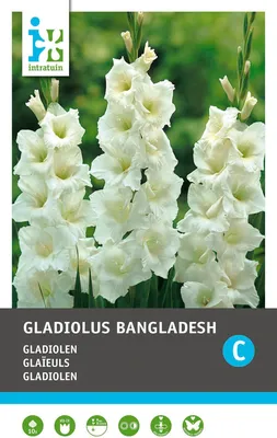 Three workers plucking gladiolus flowers in his field at Shyampur village  of Savar, Dhaka, Bangladesh Stock Photo - Alamy