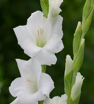 Gladiolus 'Bangladesh' | Sarah Raven