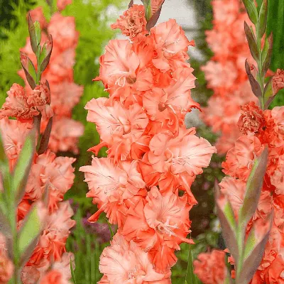 Commercial Gladiolus Cultivation Technique - Agribusiness Education and  Research International