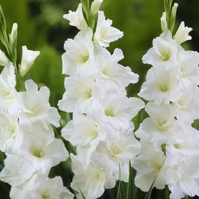 23024 Gladiolus 'Bangladesh'