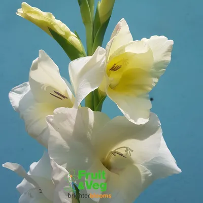 Gladioli gladiolus hi-res stock photography and images - Page 2 - Alamy