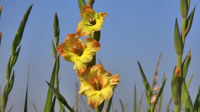 White gladiolus hi-res stock photography and images - Alamy