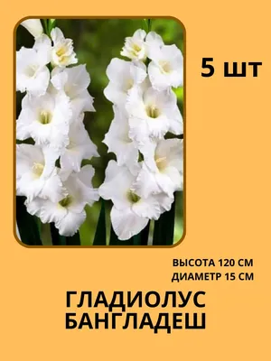 Intratuin bloembollen Gladiool (Gladiolus 'Bangladesh') 10 stuks kopen |  Intratuin