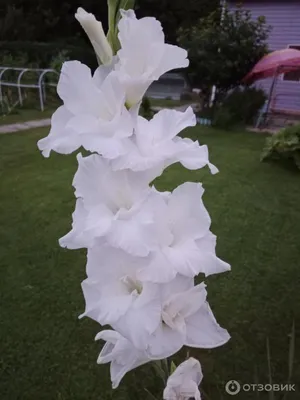 White gladiolus hi-res stock photography and images - Alamy