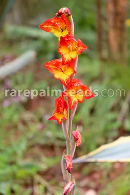 Bangladesh flowers hi-res stock photography and images - Alamy