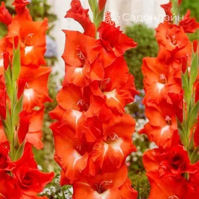 Three Workers Plucking Gladiolus Flowers In His Field At Shyampur Village  Of Savar Dhaka Bangladesh Stock Photo - Download Image Now - iStock