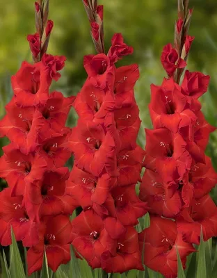 Collection Of Beautiful Gladiolus Flowers Stock Photo - Download Image Now  - Bangladesh, Beauty, Beauty In Nature - iStock