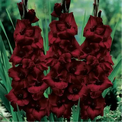 Send gladiolus in bouquet to Bangladesh