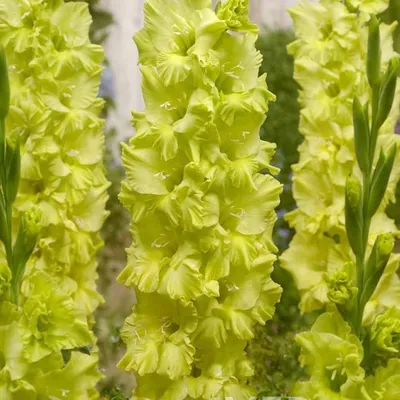 20 Gladiolus Bulbs for Planting Mixed Gladiolus Bangladesh | Ubuy
