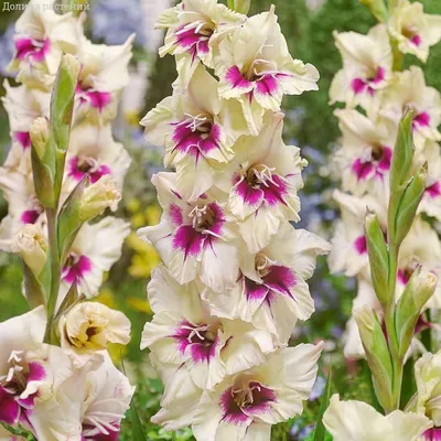 Gladiolus Flower Garden In Jessore, Bangladesh in 4K - YouTube