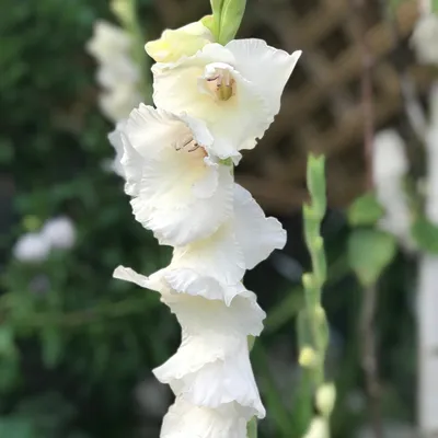 Gladiolus 'Bangladesh', Gladioli 'Bangladesh' (Large-flowered) in  GardenTags plant encyclopedia