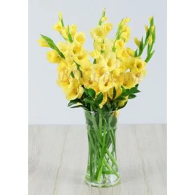 Bangladesh December 07, 2017 A farmer collects and displays some white  gladiolus flowers for sale in a gladiolus flower garden at savar, Dhaka.  22881000 Stock Photo at Vecteezy