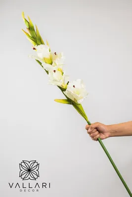 Close Up A Beautiful Purple Gladiolus Flower Stem Stock Photo - Download  Image Now - Bangladesh, Beauty, Beauty In Nature - iStock