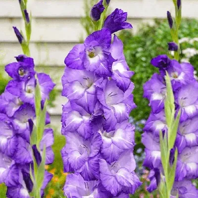 Gladiolus Flower | Flower planters, Gladiolus flower, Unusual flowers