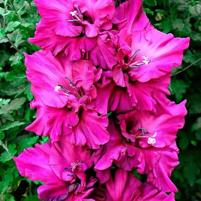 Gladiolus dalenii – Parrot Gladiolus, African Gladiolus – Buy seeds at  rarepalmseeds.com