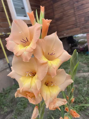 Close Up A Beautiful Orange Gladiolus Flower Stems Stock Photo - Download  Image Now - Bangladesh, Beauty, Beauty In Nature - iStock