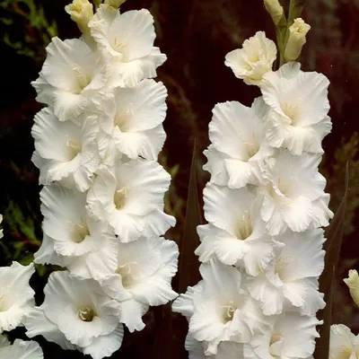 gladiolus bangladesh - - Image Search Results in 2023 | Gladiolus, Wedding  flowers, White flowers