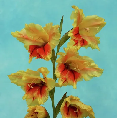 File:Gladiolus 'Jester'.jpg - Wikimedia Commons