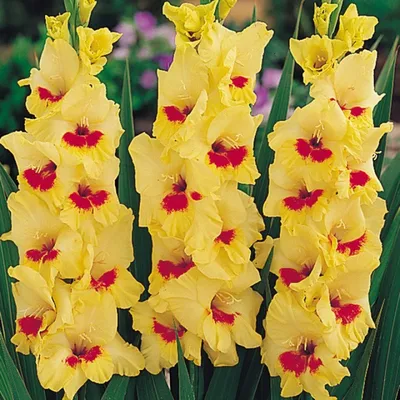 Euroblooms Gladiolus 'jester' 24 Flower - Walmart.com