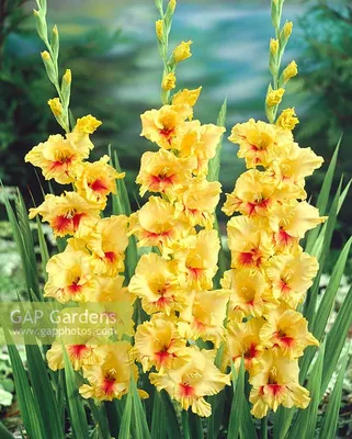 Photo Gladiolus Jester - flowers 2 | Garden-en.com