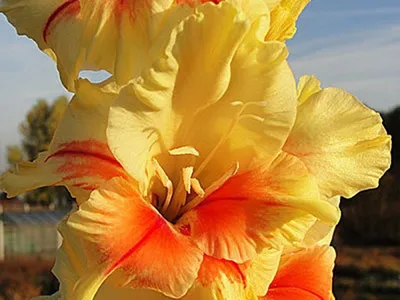 Gladiolus Jester... stock photo by Nova Photo Graphik, Image: 0928784