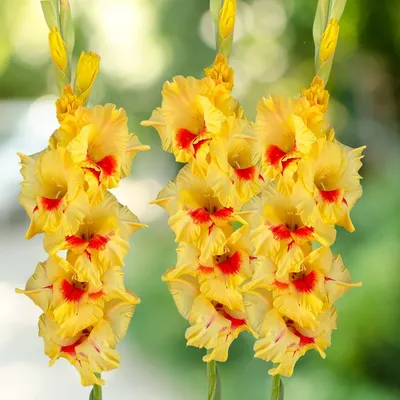 Gladiolus Jester... stock photo by Nova Photo Graphik, Image: 0908523